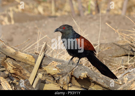 Greater Coucal or crow pheasant or Centropus sinensis in Pune, Western Ghats, Maharashtra, India Stock Photo