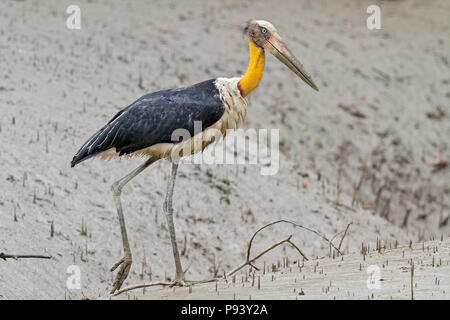 Lesser adjutant or Leptoptilos javanicus threatened species in Sunderbans national park India Stock Photo