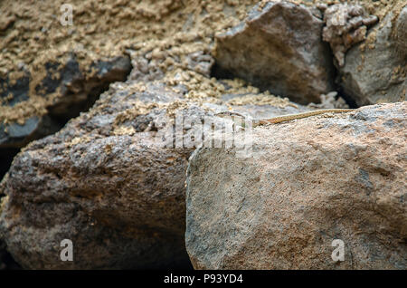 Sand colored single lizard on the sand colored rocks. Example of camouflage coloration of the animal in the wild. Unfocused natural rocks at the backg Stock Photo
