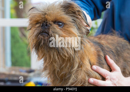 are bones easily digested by a brussels griffon