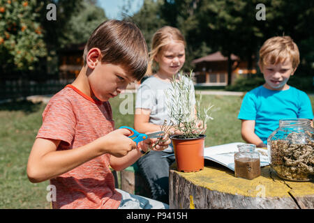 Kids learning together at a natural science class. Side view of a primary student exploring herbs and plants with his classmates in a school garden. Stock Photo