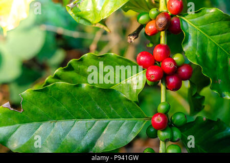 Close up fresh organic red raw and ripe coffee cherry beans on tree plantation Stock Photo
