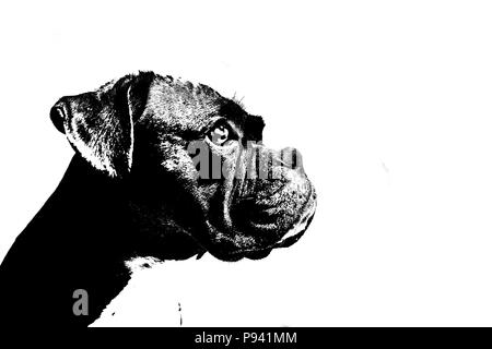 German boxer dog Stock Photo