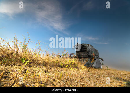 Soy beans in tractor trailer Stock Photo