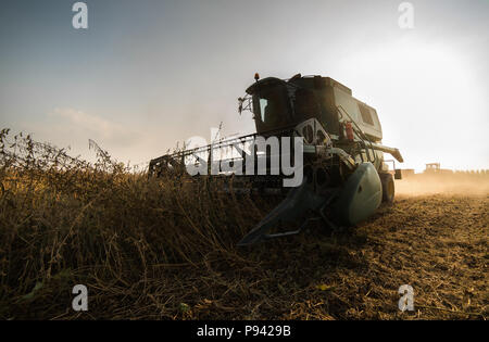 Soy beans in tractor trailer Stock Photo