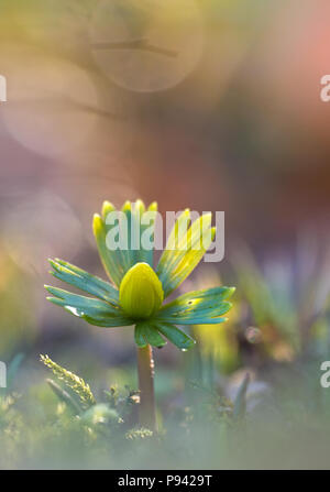 Eranthis Stock Photo