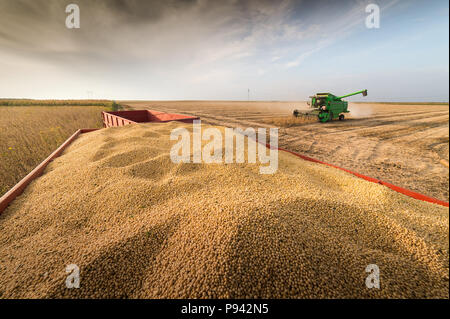 Soy beans in tractor trailer Stock Photo