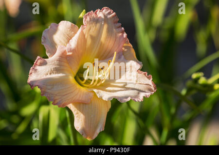 Beautiful flowers of pale pink hybrid daylily hemerocallis closeup Stock Photo