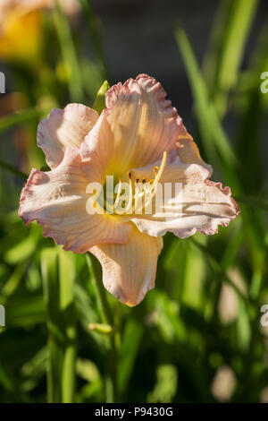 Beautiful flowers of pale pink hybrid daylily hemerocallis close-up Stock Photo