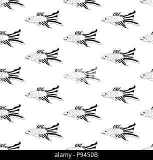 Siamese Fighting Fish on White Background. Vector Illustration. Stock Vector