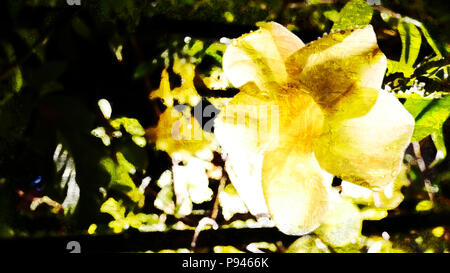 Abstract Yellow flower blooming at night watercolor painting background. Stock Photo