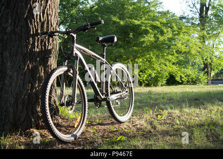 Photo of modern sport bicycle parked near the tree in the forest. Summer time. Stock Photo