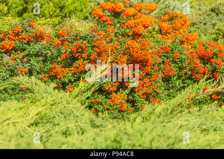 Autumn orange colored berries with green leaves on shrubs. Medicinal and decorative berries grow on bushes. On sunny day. Nature background. Stock Photo