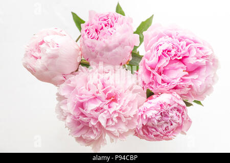 Bunch of five Pink Peonies from above on white background Stock Photo