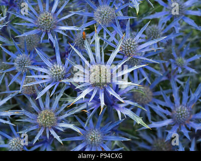 Sea holly Eryngium Tripartitum flowers in garden border Stock Photo