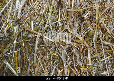 Sharp and Clear view of yellow straw background surface Stock Photo