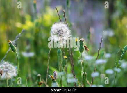 A dandelion, Taraxacum officinale, which has gone to seed, stands in a field of weeds during the lengthy allergy season in the American Deep South. Stock Photo