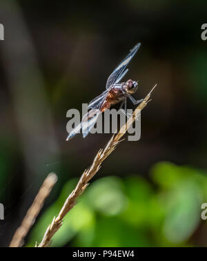 A dragonfly known as the slaty skimmer, Libellula incesta, alights on a weed, isolated against a mostly dark, out-of-focus background. Stock Photo