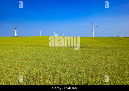 Wind turbines and arable crops in fields, Holderness, near Hull, East Yorkshire Stock Photo