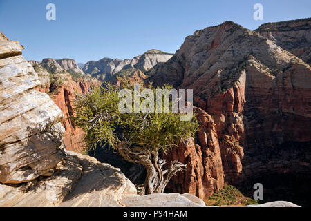 UT00442-00...UTAH - Early morning view into Zion Canyon in the Big Bend area from Angels Landing in Zion National Park. Stock Photo