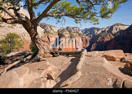 UT00447-00...UTAH - Tree perched on the rocky summit ridge of Angels Landing in Zion National Park. Stock Photo