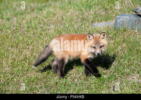Red fox cub in Newfoundland, Canada Stock Photo