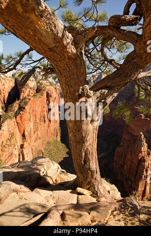 UT00451-00...UTAH - Tree perched on the rocky summit ridge of Angels Landing in Zion National Park. Stock Photo