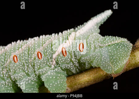 Picture showing the rear end of an eyed hawkmoth caterpillar, Smerinthus ocellata, photographed in a studio in North Dorset England UK GB. The oval, o Stock Photo