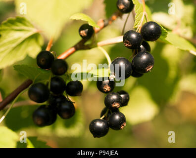 Fresh blackcurrant berries Stock Photo
