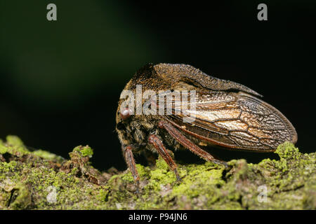 A horned treehopper, Centrotus cornutus, found in North Dorset England UK GB Stock Photo