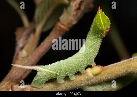 An eyed hawkmoth caterpillar, Smerinthus ocellata, reared from eggs and photographed in a studio. North Dorset England UK GB Stock Photo