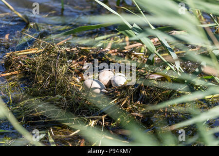 nest of a great crested grebe (Podiceps cristatus) with three eggs Stock Photo