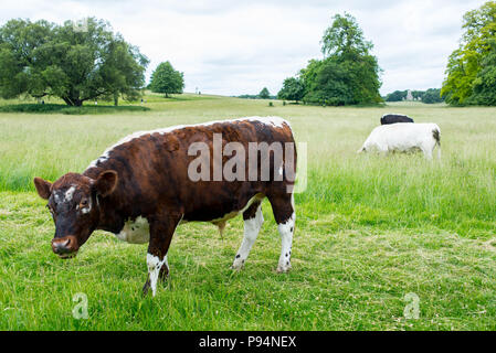 Big cow bull free range eating grass in an open grass green field meadow Stock Photo