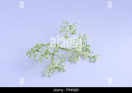 Elderflower on white background Stock Photo