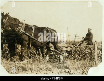 A Giddings beet-puller, drawn by 4 horses. The two knives pass along the sides of the beet rows and loosen the soil - but they do not pull the beets - the workers finish pulling by hand, Stock Photo