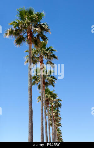 Palm trees rising into the sky (Marbella, Malaga, Andasia, Spain) Stock Photo