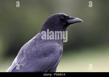 American Crow April 19th, 2007 Point Reyes National Seashore, California Stock Photo