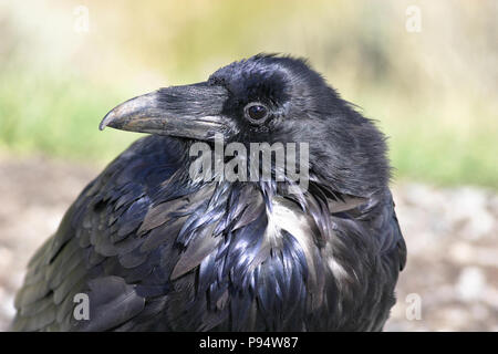 Raven profile picture