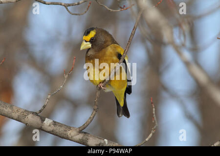 Evening Grosbeak, taken in Sax-Zim Bog in northern Minnesota near Duluth Stock Photo