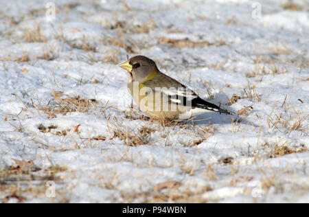 Evening Grosbeak, taken in Sax-Zim Bog in northern Minnesota near Duluth Stock Photo