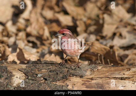 Male Purple Finch foraging on the ground at the Big Sioux Recreation Area near Brandon, South Dakota, USA Stock Photo