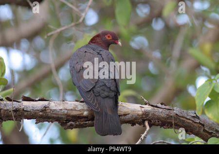 Scaly-naped Pigeon, taken on St. John's in the US Virgin Islands Stock Photo