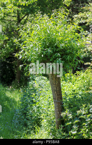 A pollarded willow in full leaf juts out from the hedge of a rambling country garden on a sunny day, surrounded by wildflowers. Stock Photo