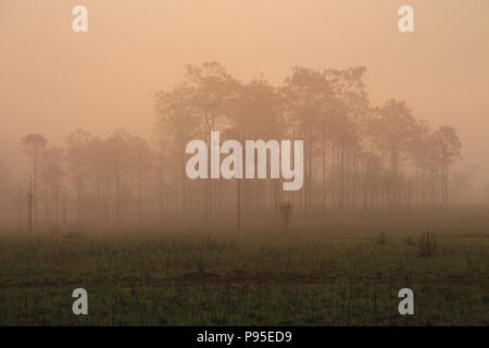 silhouette pine tree forest. multiple layers forest covered in orange morning fog Stock Photo