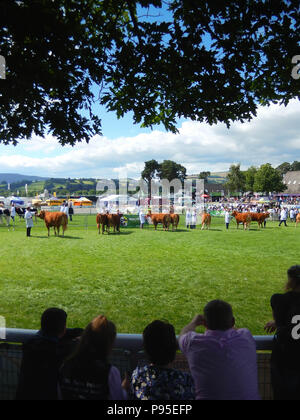 Wide angle view of people watching the judging of beef cattle at the Royal Welsh Show. The show is one of Europe's biggest agricultural events. Stock Photo