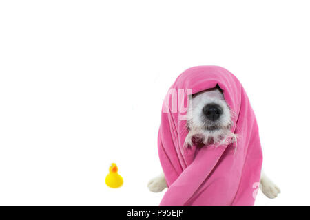 CUTE JACK RUSSELL DOG WAITING FOR A BATH WITH A PINK TOWEL ON HEAD AND ITS  YELLOW RUBBER DUCKY. ISOLATED ON WHITE BACKGROUND Stock Photo