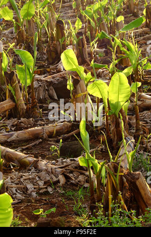 Large banana field in evening at Dong Nai, Viet Nam, big plantation with many sapling, banana trees with green leaves Stock Photo