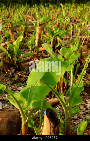 Large banana field in evening at Dong Nai, Viet Nam, big plantation with many sapling, banana trees with green leaves Stock Photo