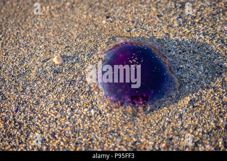 Bluefire jellyfish (Cyanea lamarckii) washed up on a beach in North Cornwall, England, UK Stock Photo