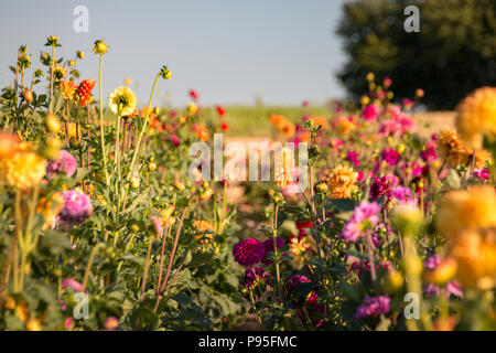 Colorful field of flowers with many dahlia in front of a blurred background Stock Photo